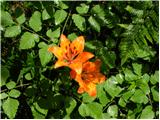 Brstična lilija (Lilium bulbifera)